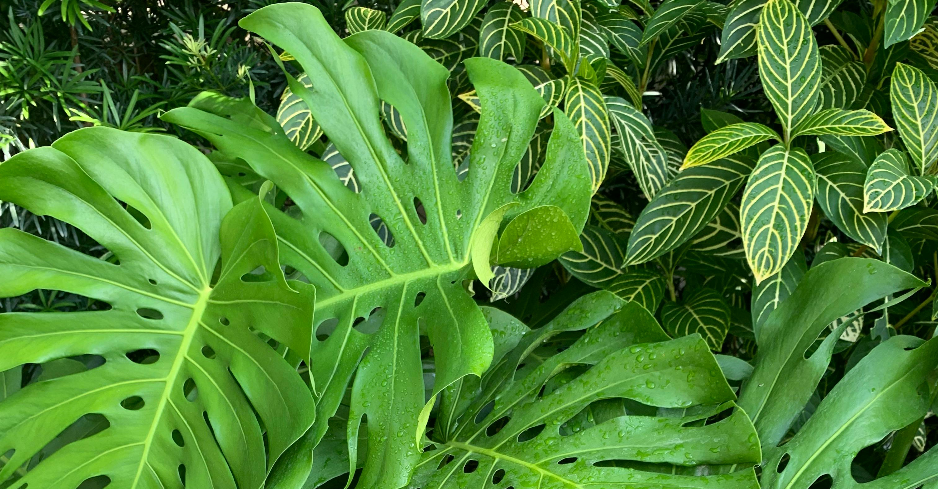 Lush green Monstera leaves